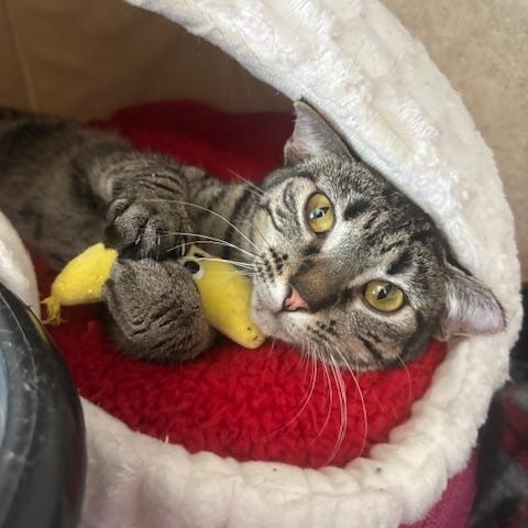 Tina, a ADOPTABLE Domestic Short Hair in Hutchinson, MN image 1/3