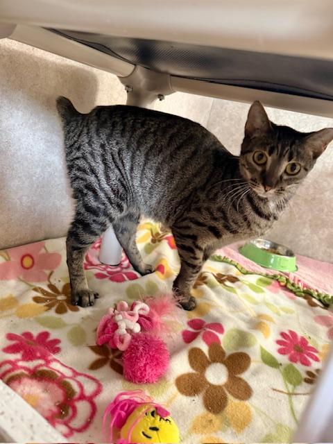 Tina, a ADOPTABLE Domestic Short Hair in Hutchinson, MN image 2/3