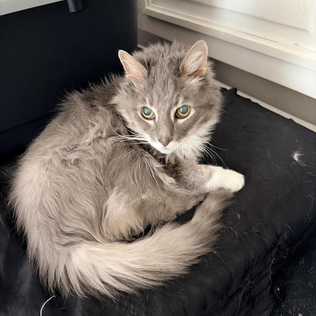 Shadow, Adoptable, Senior Male Domestic Medium Hair.