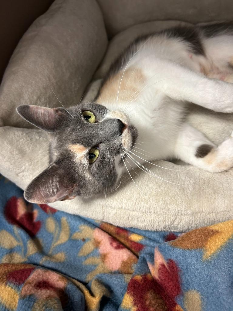 Senorita, Adopted, Young Female Domestic Short Hair.