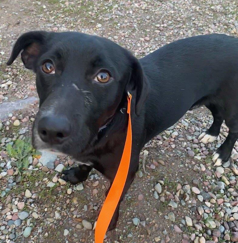 Enlarge Toby, a ADOPTABLE mixed breed in Polson, MT image 1/4