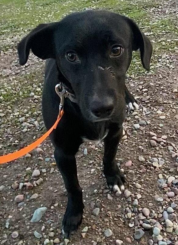 Enlarge Toby, a ADOPTABLE mixed breed in Polson, MT image 4/4