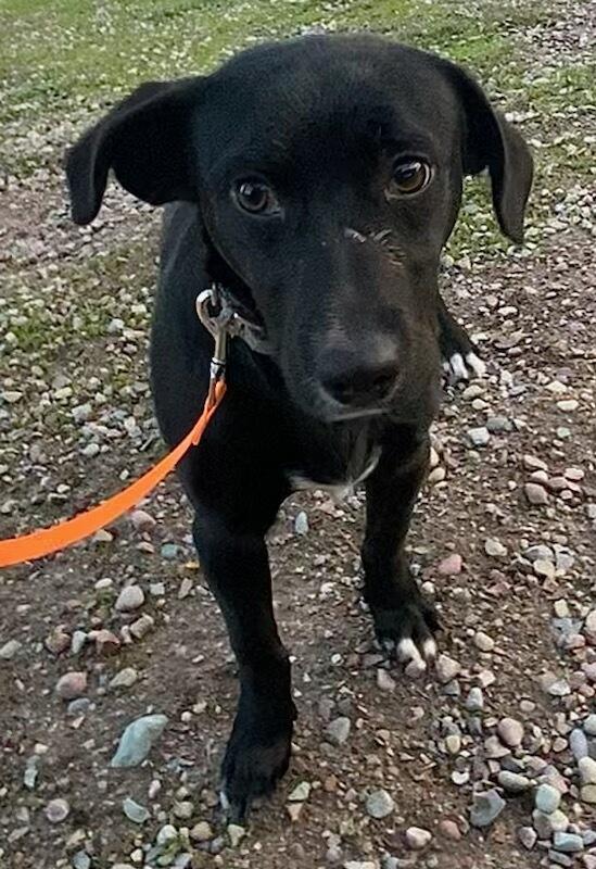 Enlarge Toby, a ADOPTABLE mixed breed in Polson, MT image 2/4