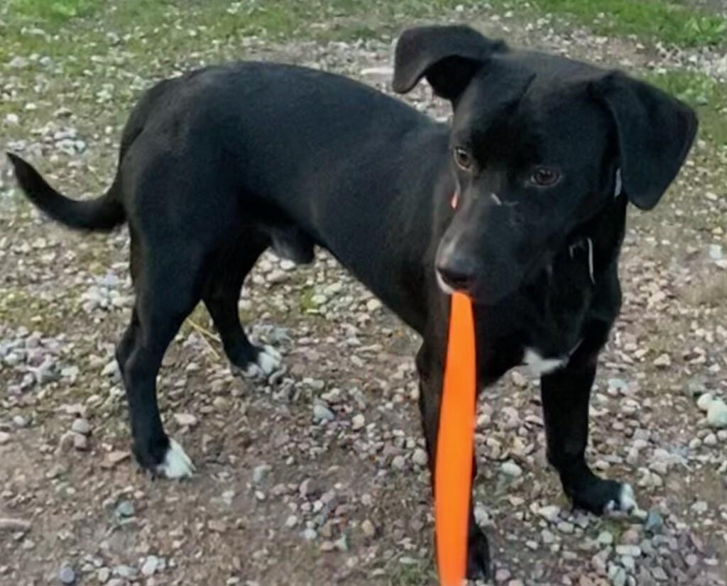 Enlarge Toby, a ADOPTABLE mixed breed in Polson, MT image 3/4