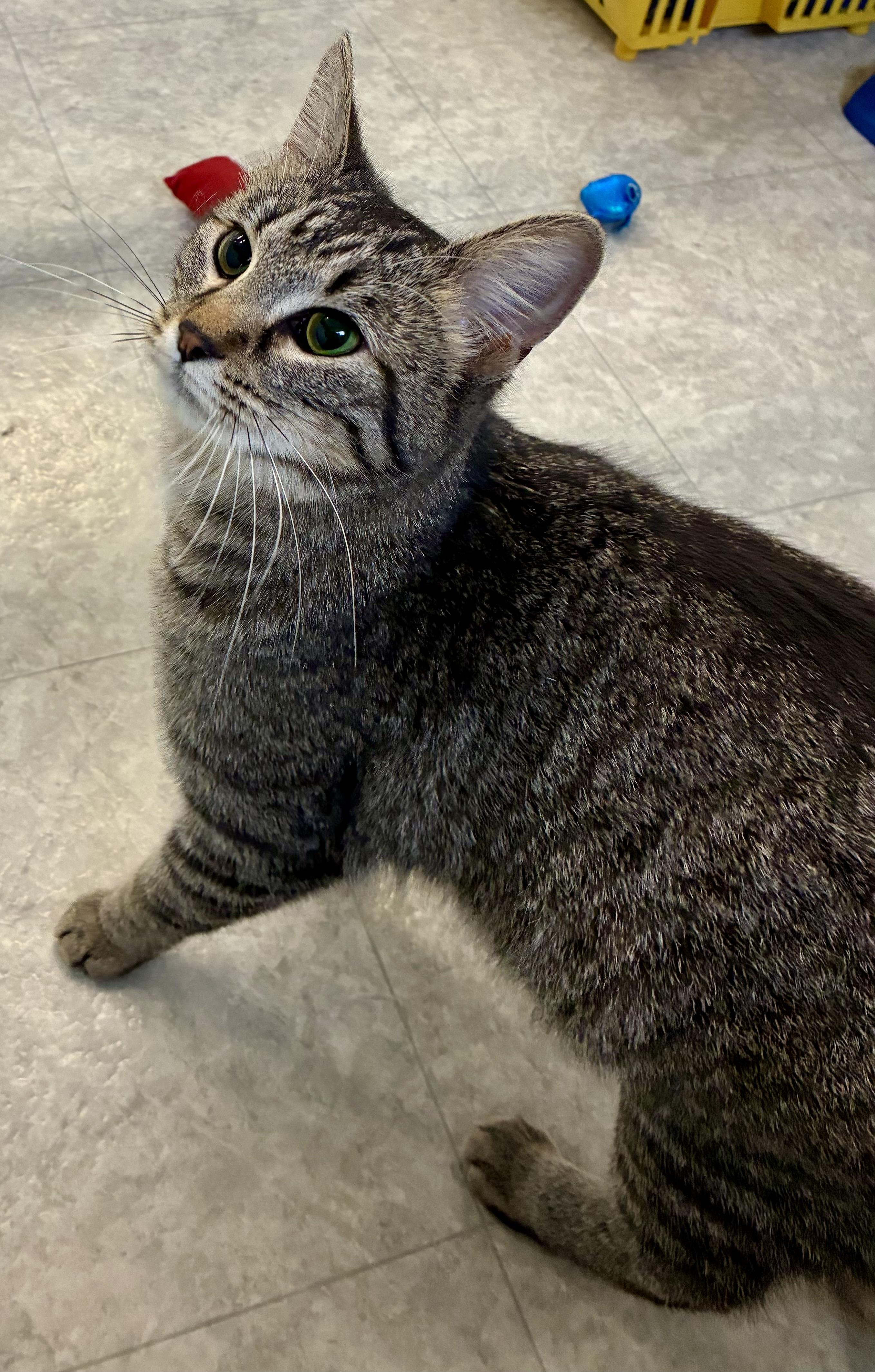 MARIE, a ADOPTABLE Domestic Short Hair in Louisa, KY image 2/4