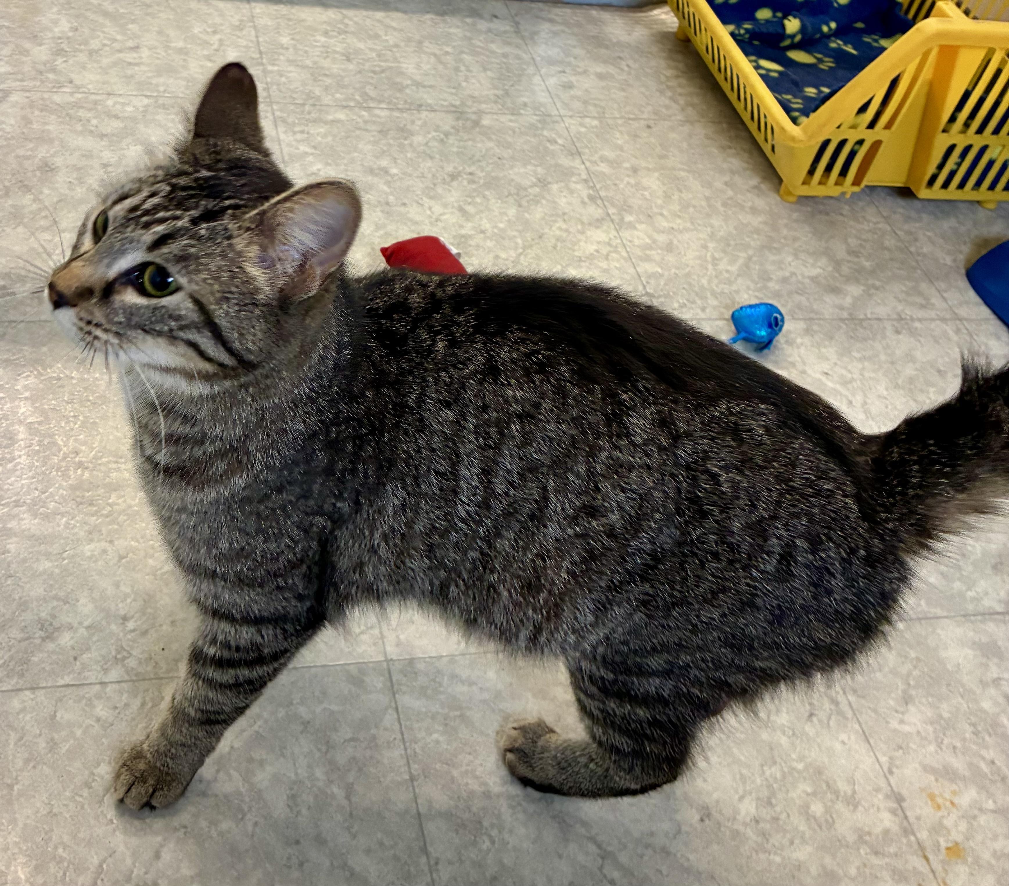 MARIE, ADOPTABLE, Adult Female Domestic Short Hair.