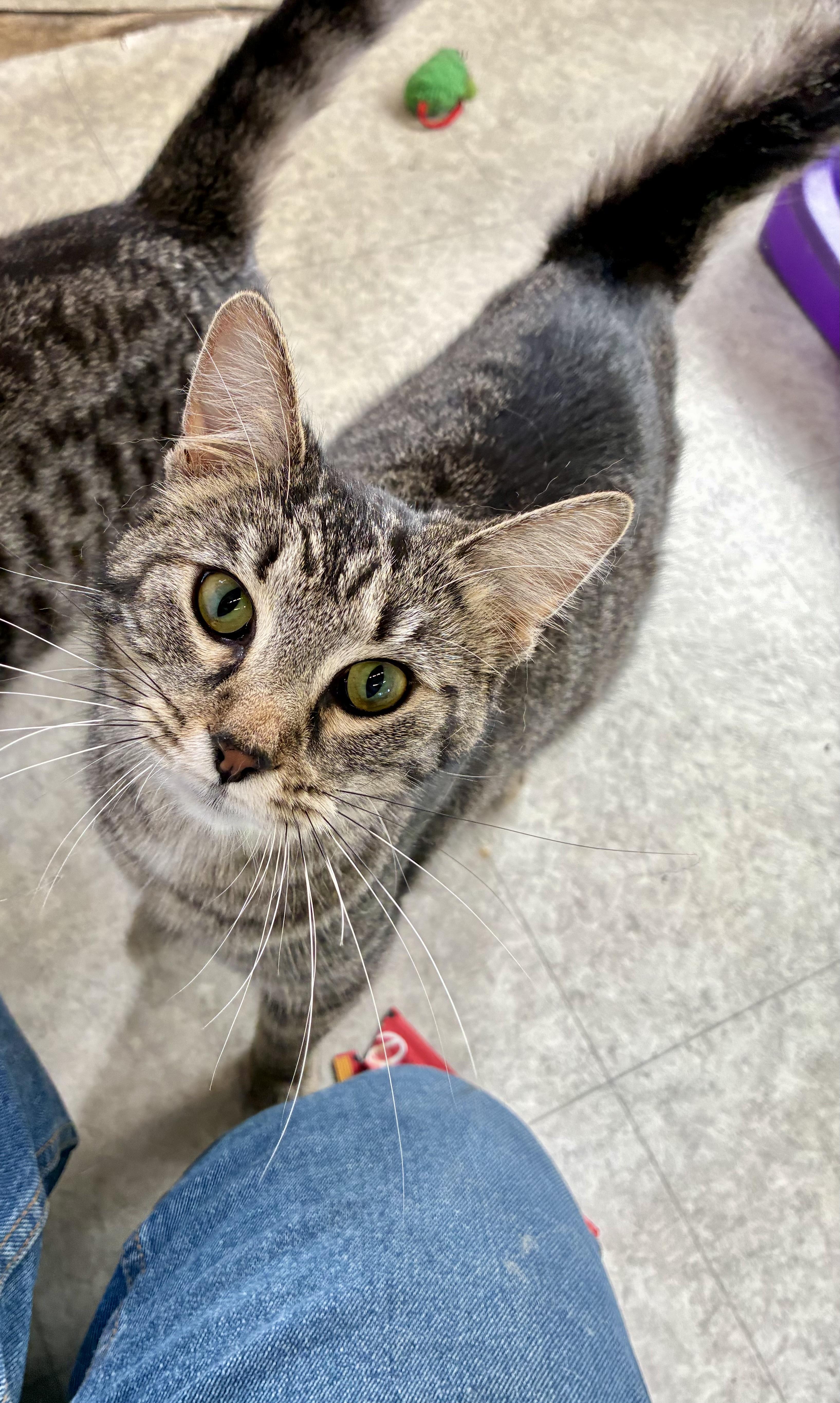 MARIE, a ADOPTABLE Domestic Short Hair in Louisa, KY image 4/4