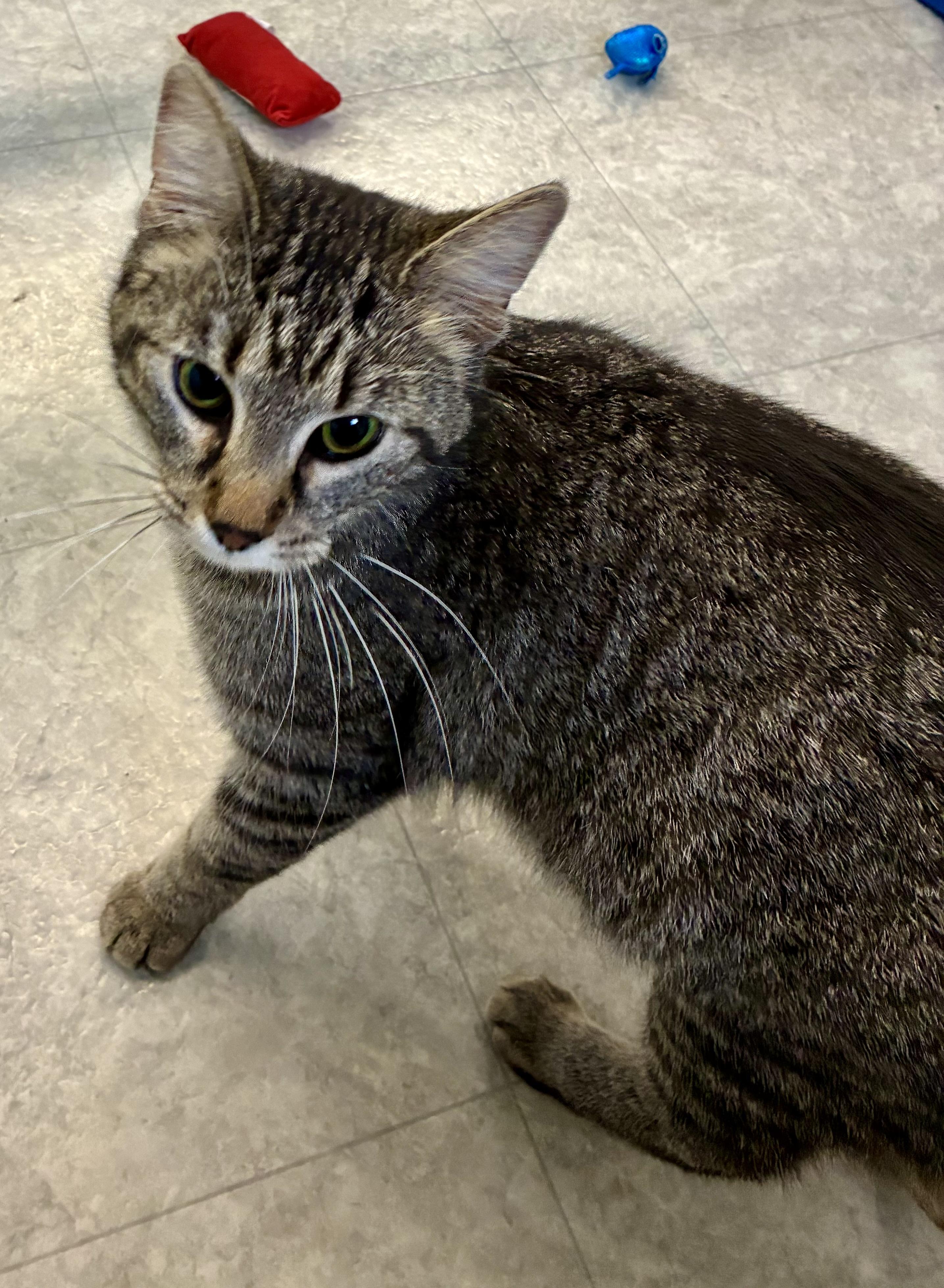 MARIE, a ADOPTABLE Domestic Short Hair in Louisa, KY image 3/4