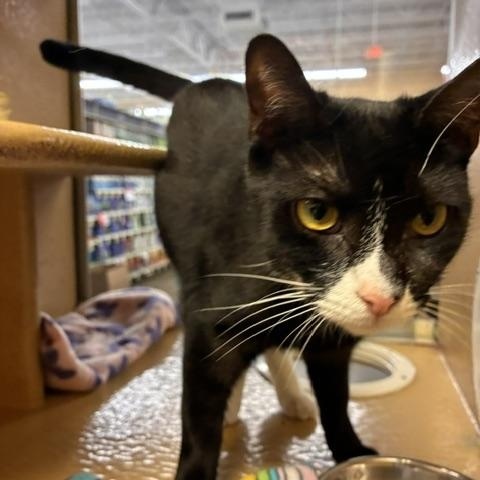 Enlarge Sonic, a Adopted Domestic Short Hair in Stanhope, NJ image 2/4