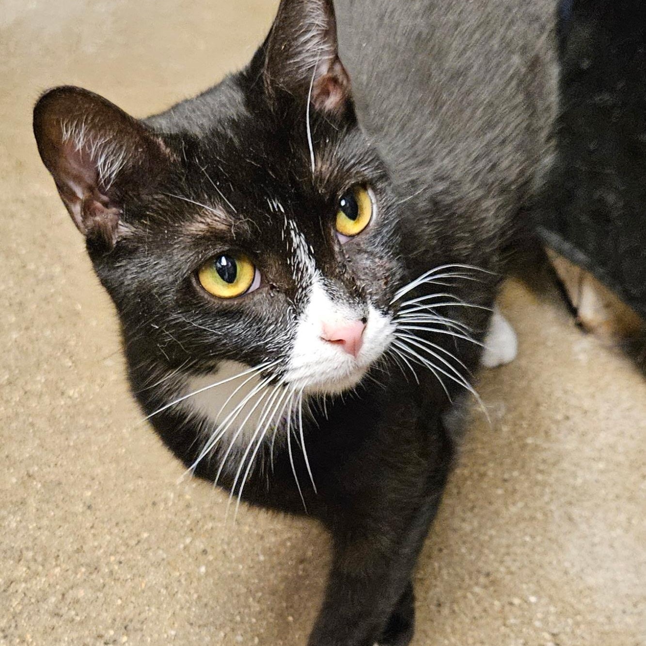 Sonic, Adopted, Young Male Domestic Short Hair.