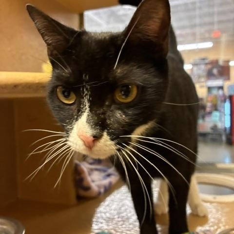 Enlarge Sonic, a Adopted Domestic Short Hair in Stanhope, NJ image 3/4