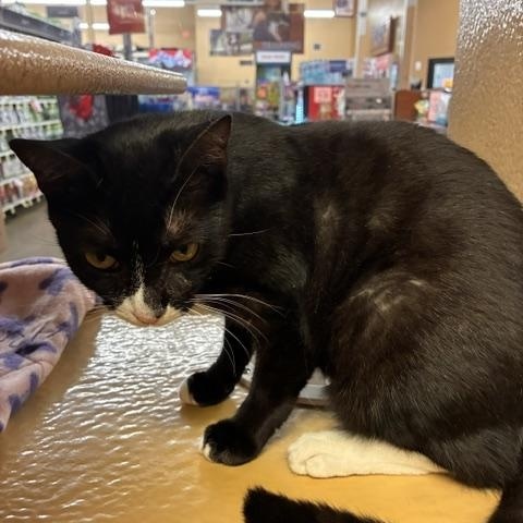 Enlarge Sonic, a Adopted Domestic Short Hair in Stanhope, NJ image 4/4