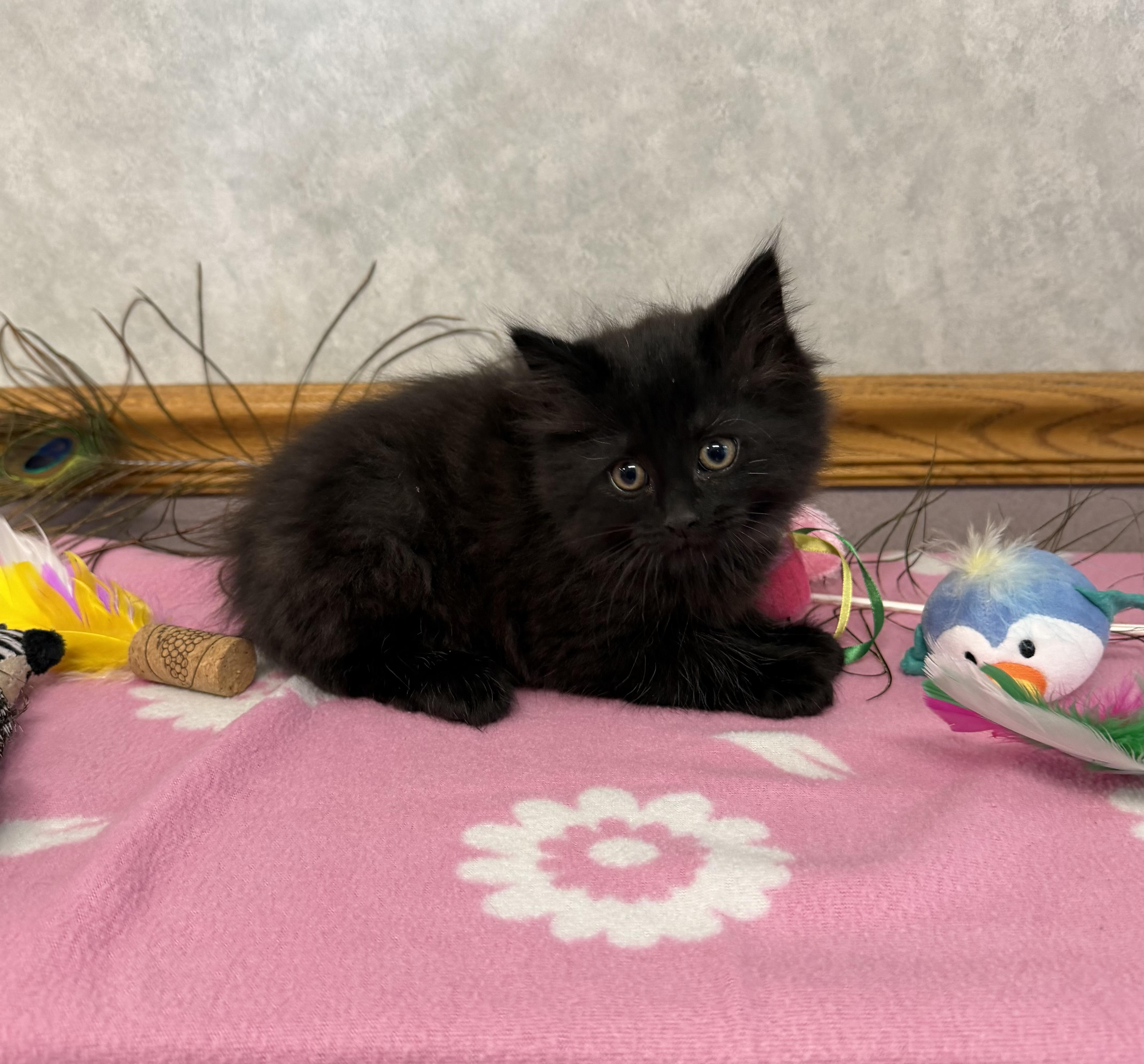 Enlarge Blackbird , a Adoptable Domestic Long Hair in St. Clair, MI image 1/1