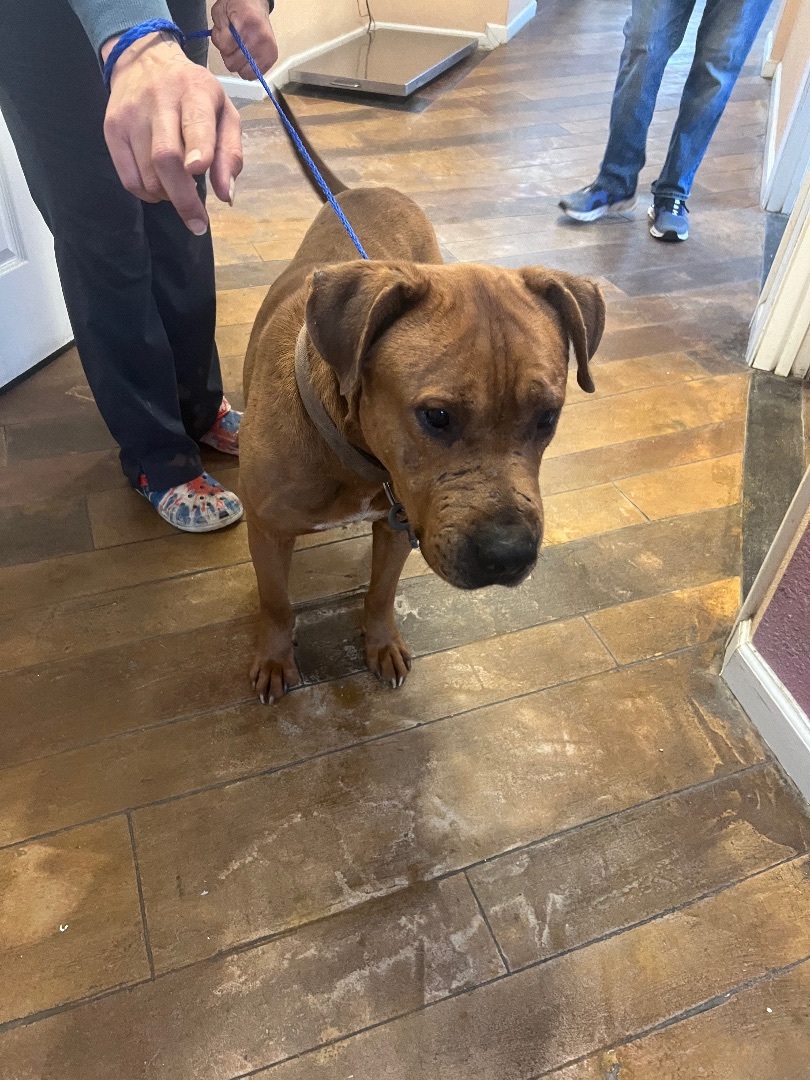 Jasper (see my video!), a Adopted mixed breed in Oconto, WI image 1/5