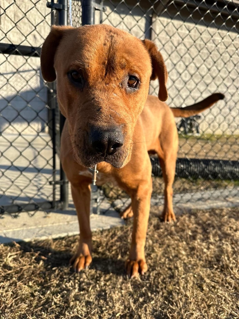 Jasper (see my video!), a Adopted mixed breed in Oconto, WI image 2/5