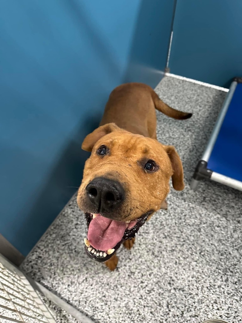 Jasper (see my video!), a Adopted mixed breed in Oconto, WI image 3/5