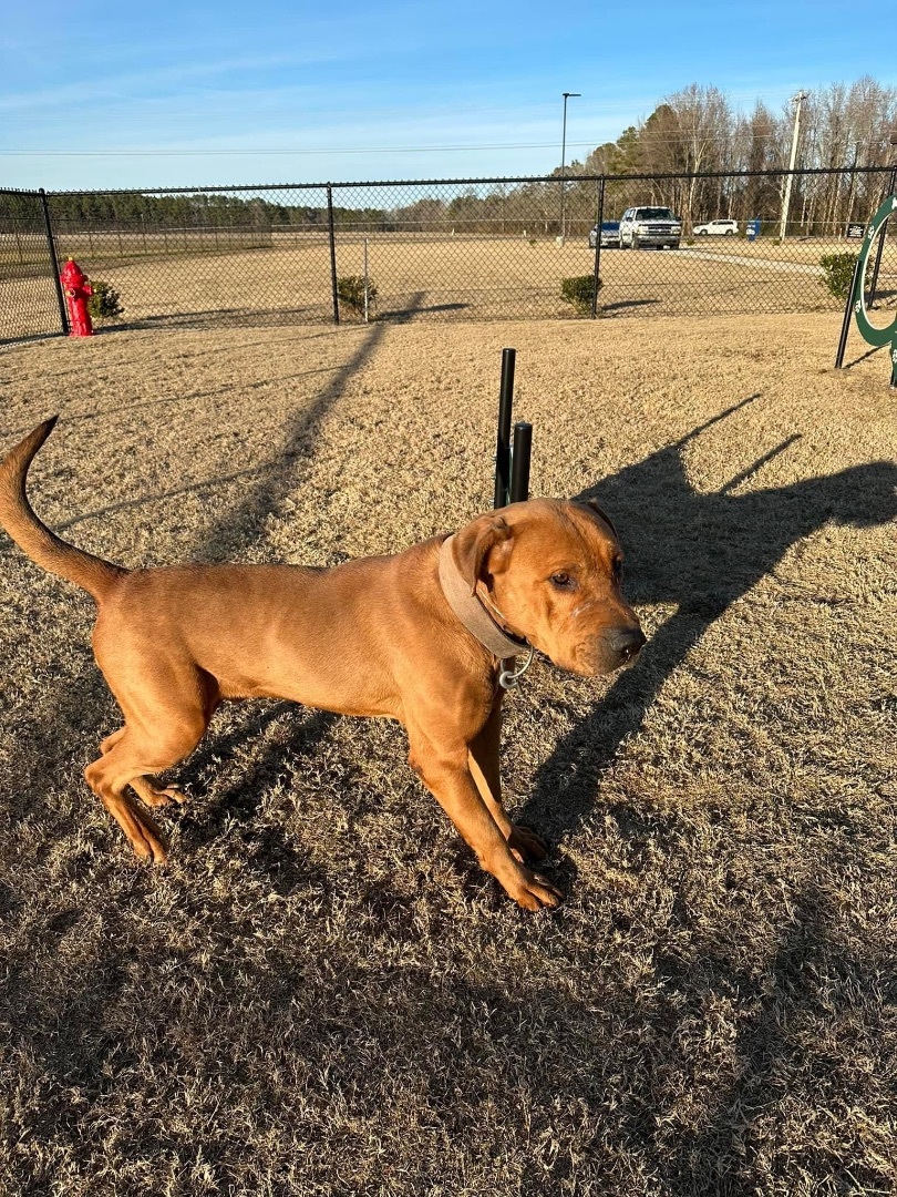 Jasper (see my video!), a Adopted mixed breed in Oconto, WI image 4/5