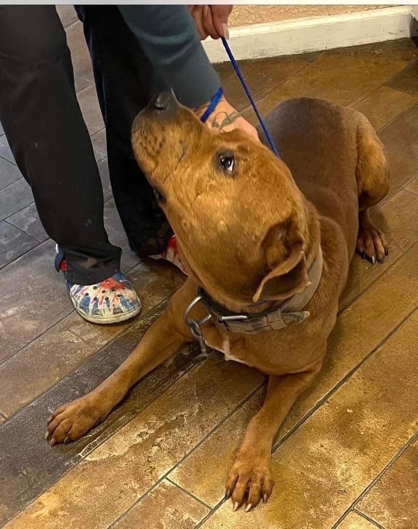 Jasper (see my video!), Adopted, Young Male Mixed Breed.