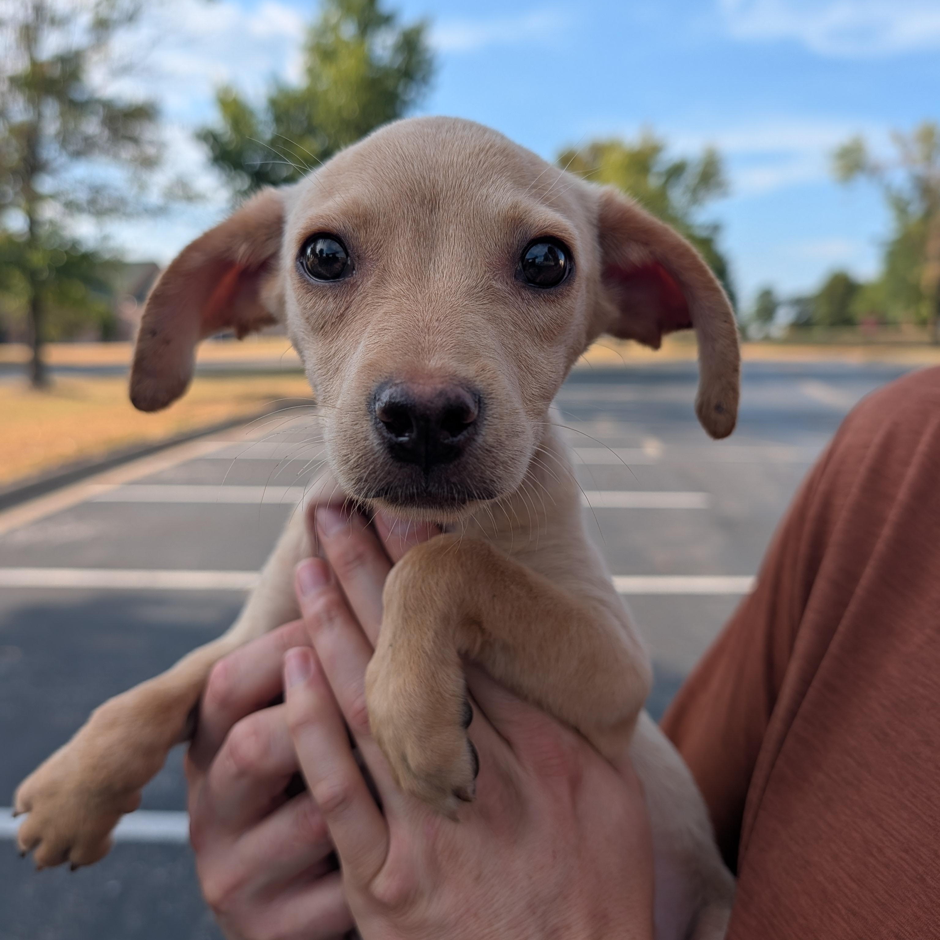 Penny, Adoptable, Puppy Female Beagle & Labrador Retriever.