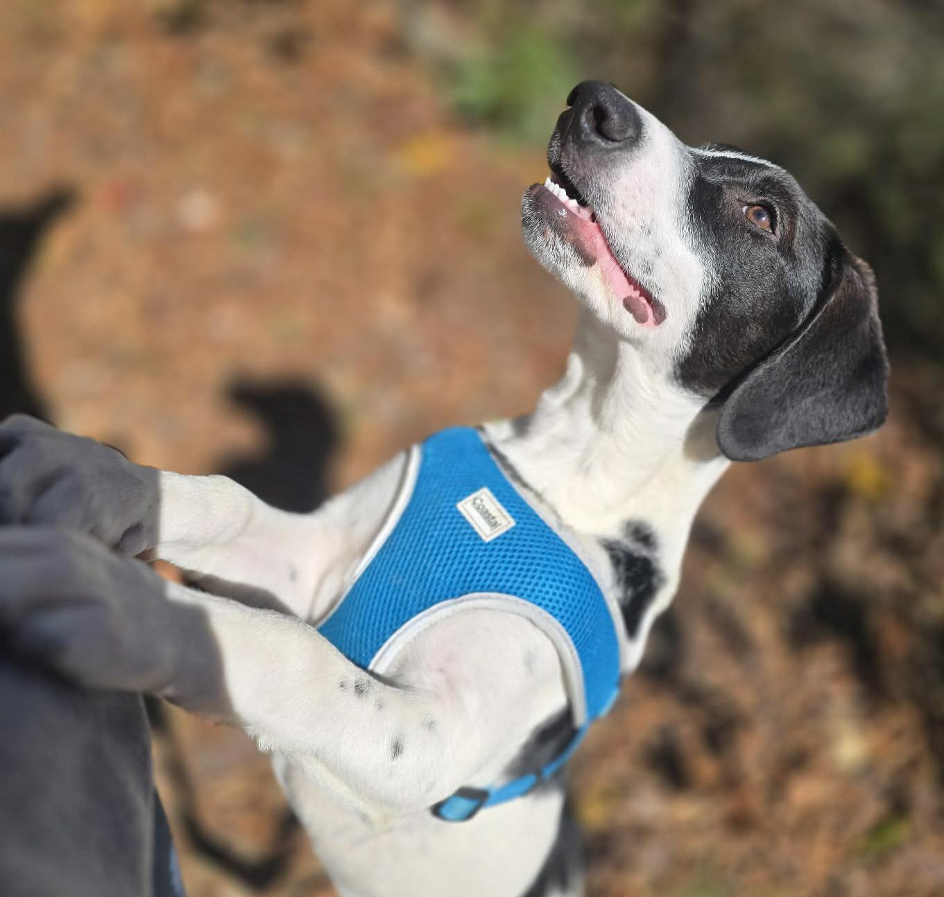 Peter, a Adoptable mixed breed in Newland, NC image 2/4