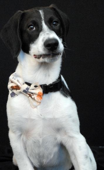 Peter, Adoptable, Young Male Hound.