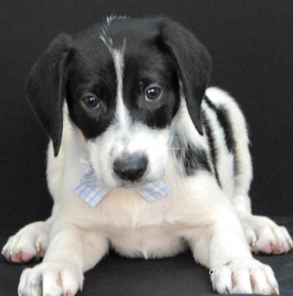 Peter, a Adoptable mixed breed in Newland, NC image 4/4