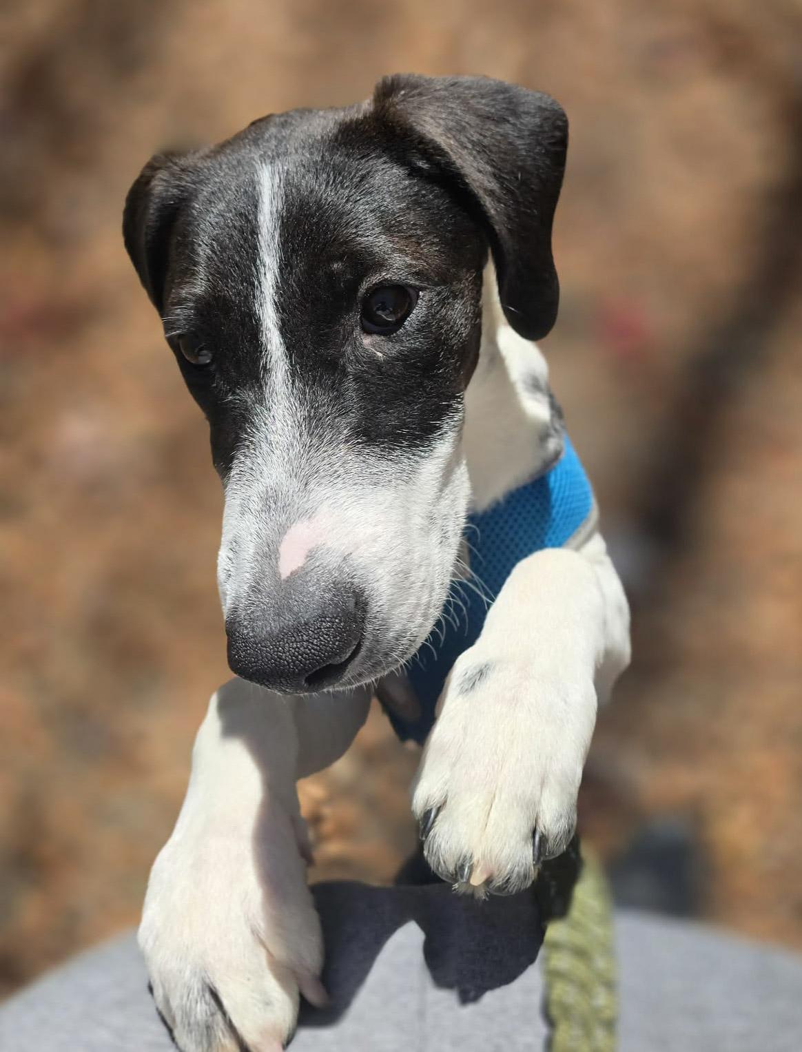 Peter, a Adoptable mixed breed in Newland, NC image 3/4