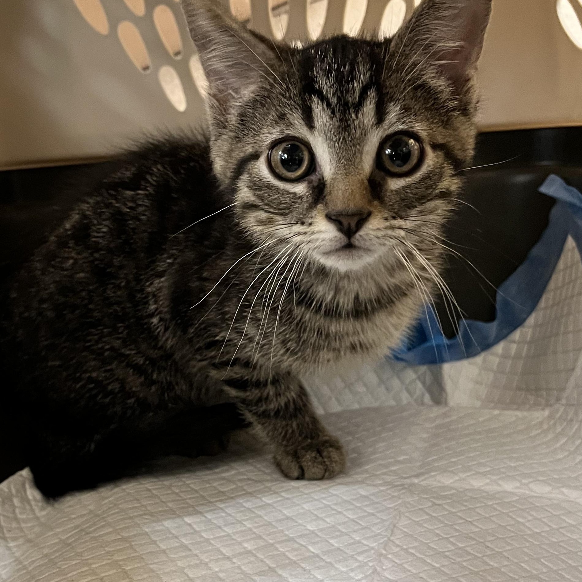 Benny, ADOPTABLE, Kitten Male Domestic Short Hair.