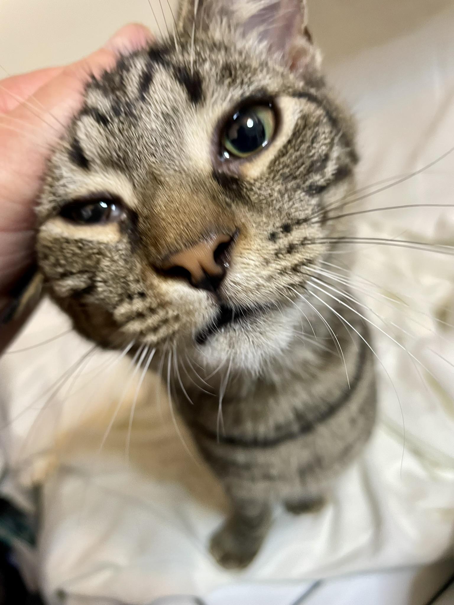 Benny, Adoptable, Kitten Male Domestic Short Hair.