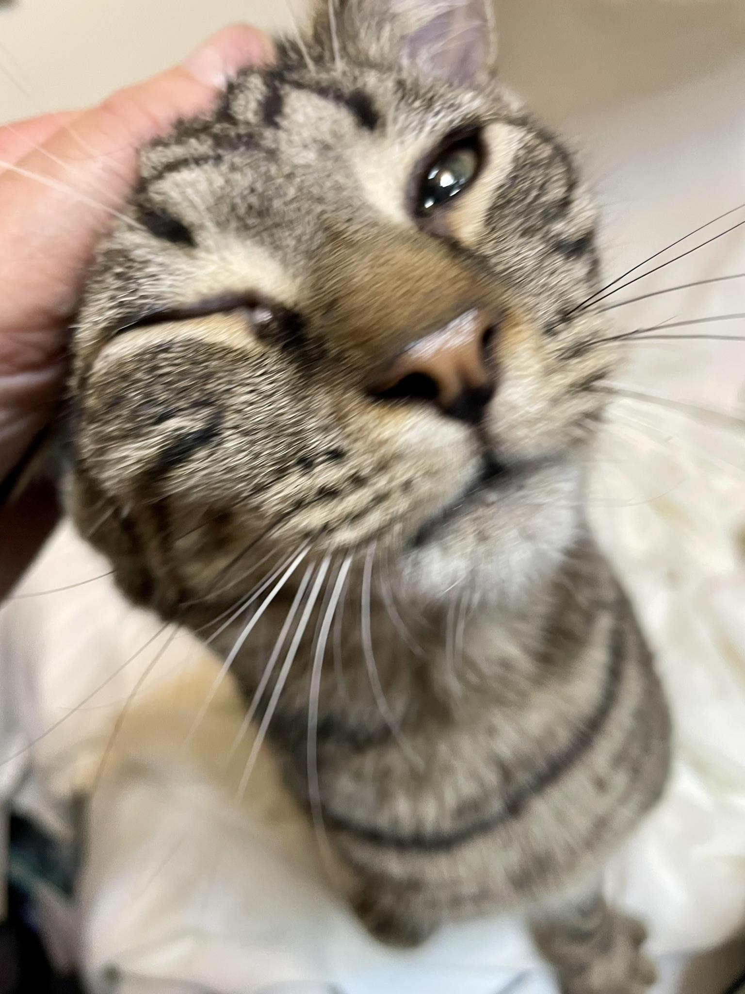 Enlarge Benny, a Adoptable Domestic Short Hair in Delta, OH image 3/5