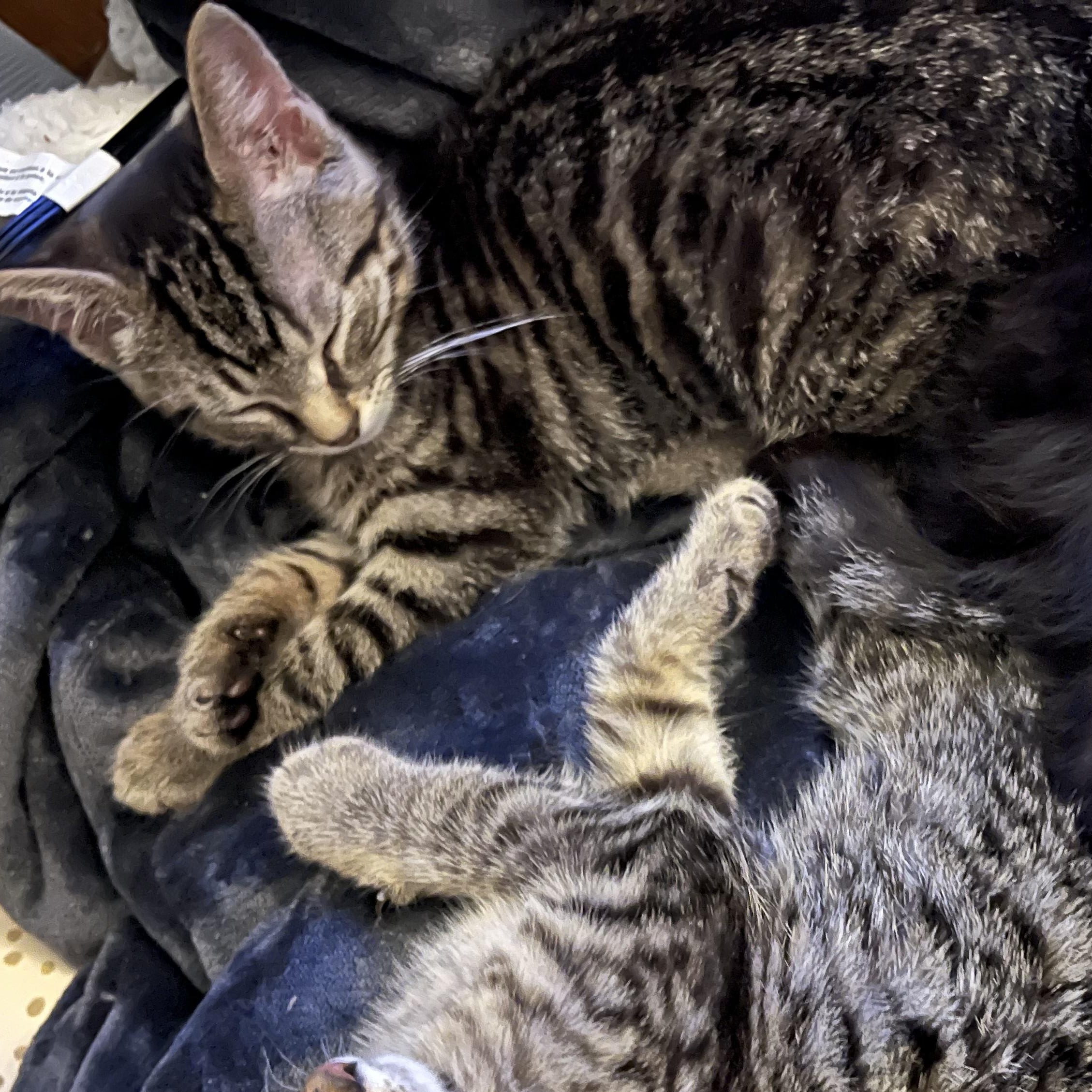 Enlarge Benny, a ADOPTABLE Domestic Short Hair in Delta, OH image 4/4