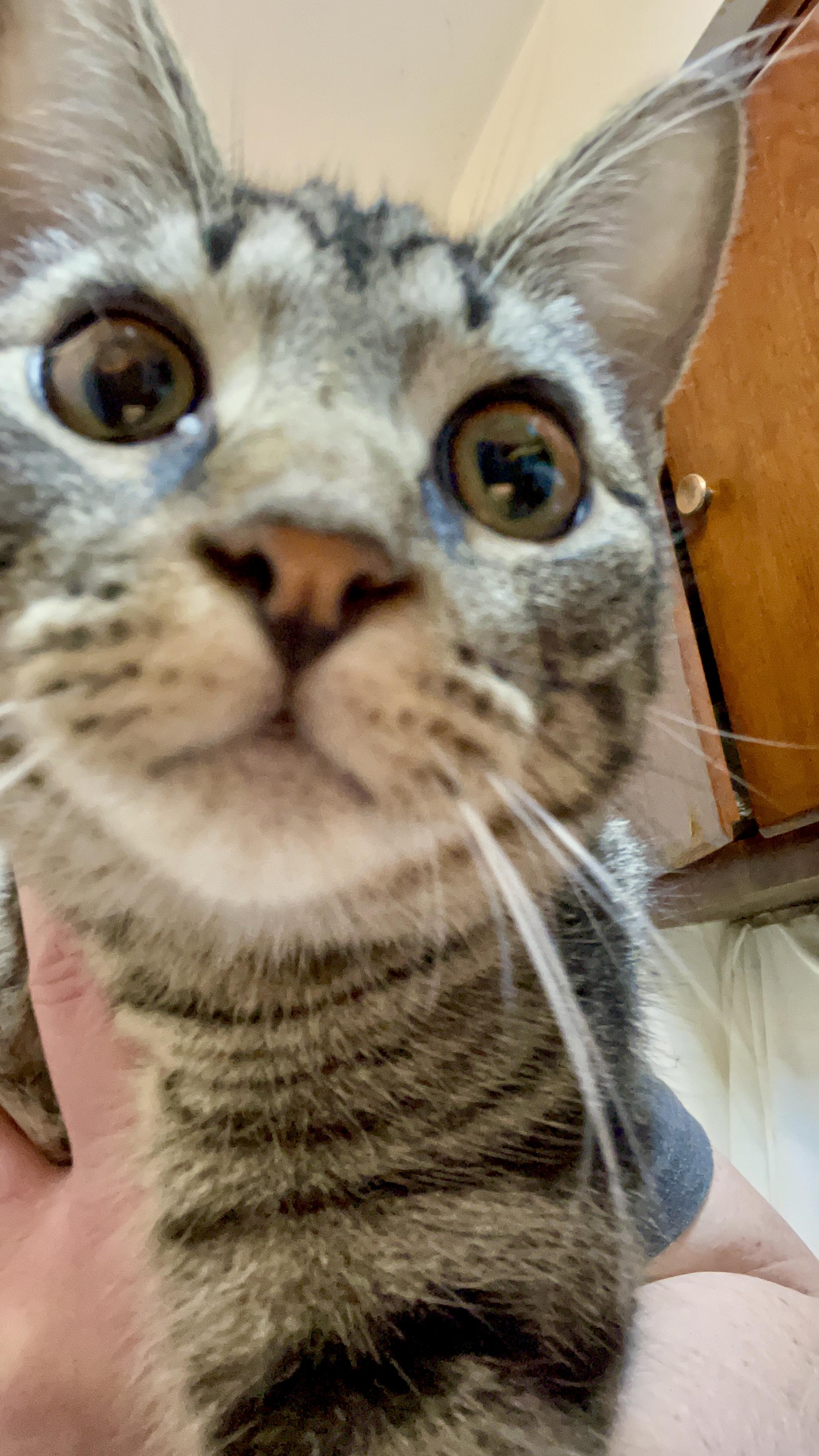 Enlarge Benny, a Adoptable Domestic Short Hair in Delta, OH image 2/5