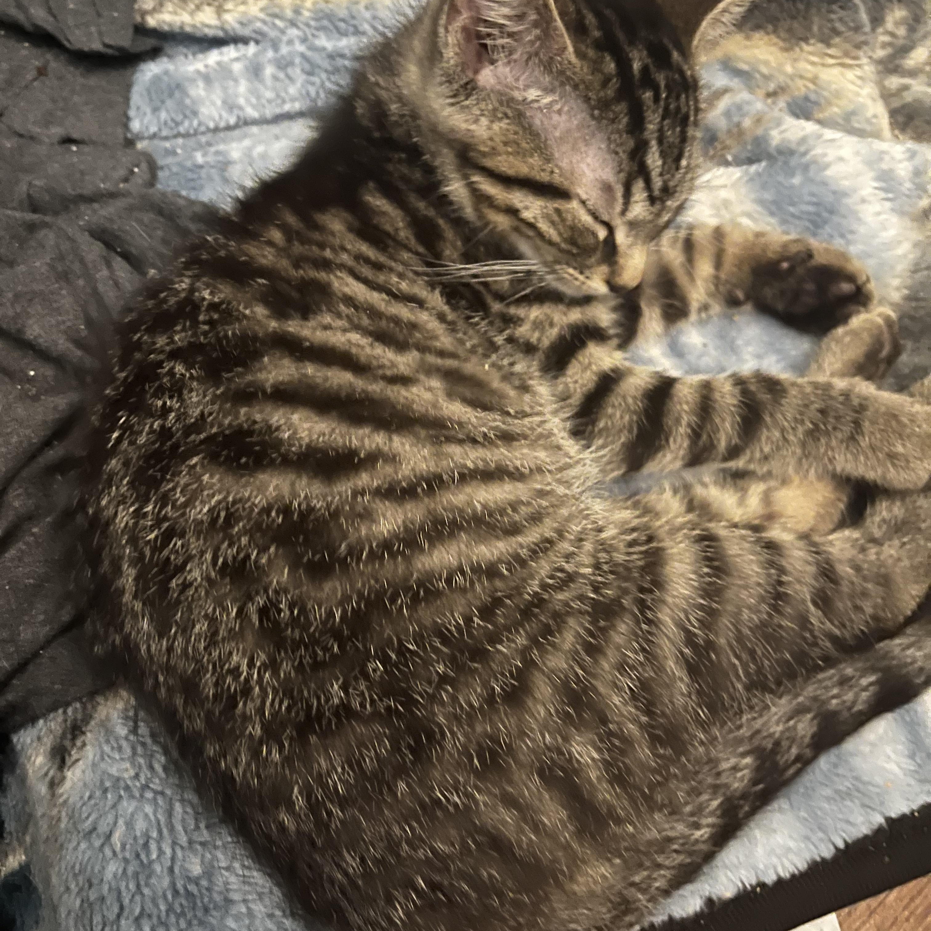 Enlarge Benny, a ADOPTABLE Domestic Short Hair in Delta, OH image 3/4