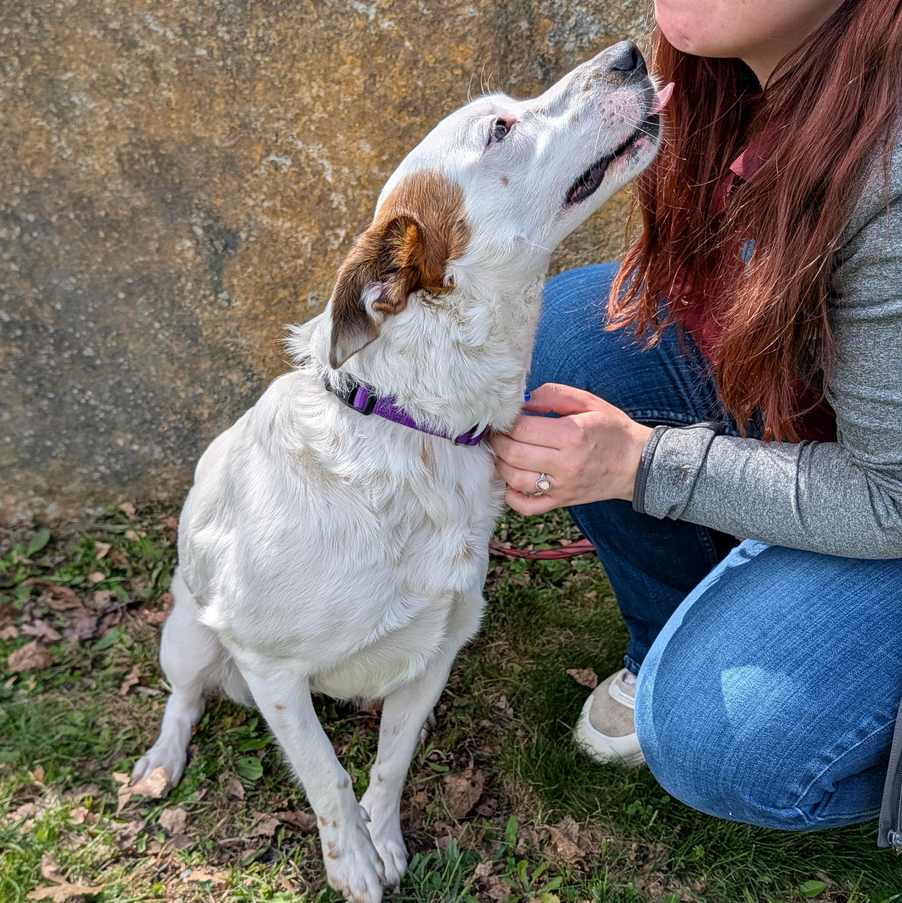 Enlarge Lodi Dodi, a ADOPTABLE mixed breed in Accident, MD image 3/6