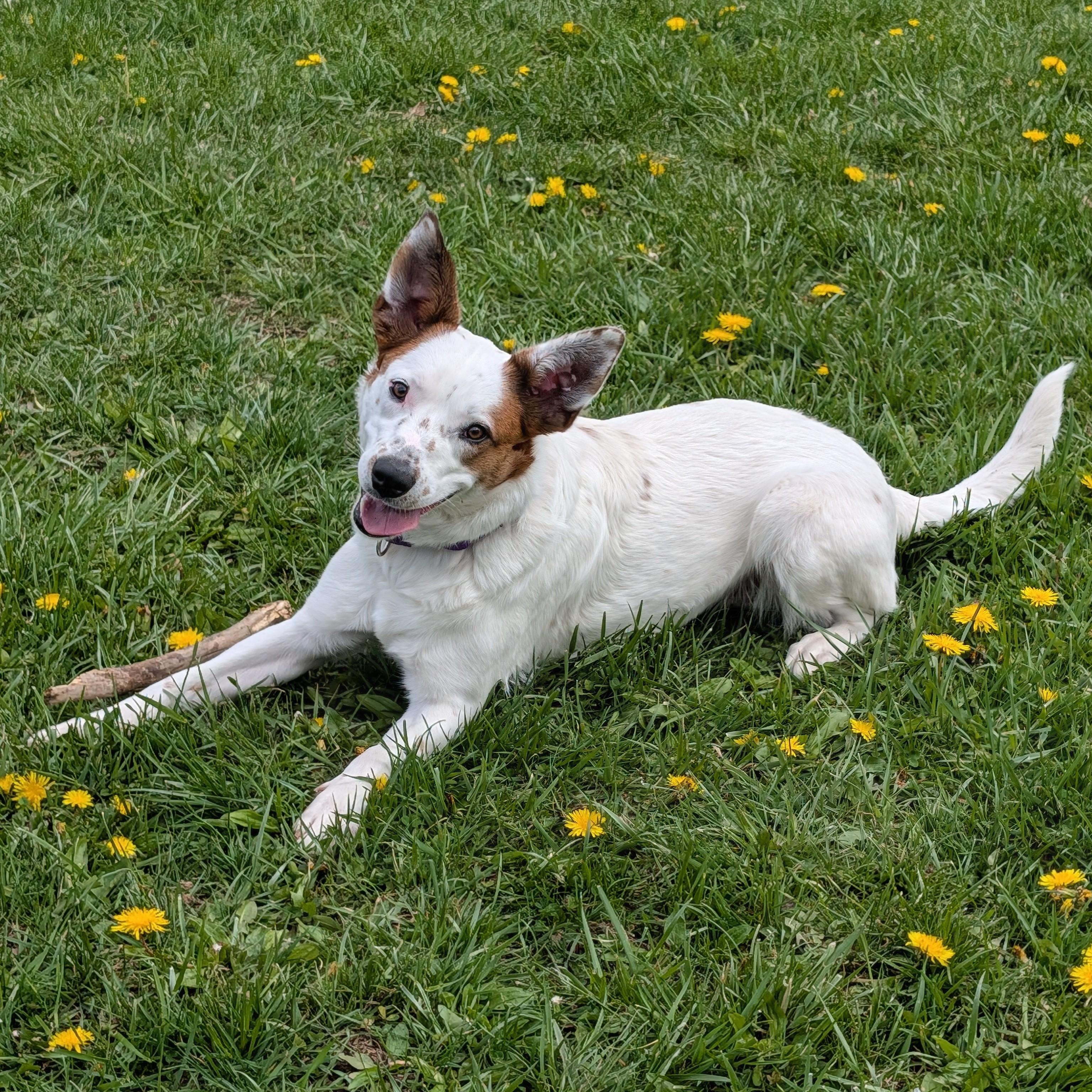 Enlarge Lodi Dodi, a ADOPTABLE mixed breed in Accident, MD image 5/6