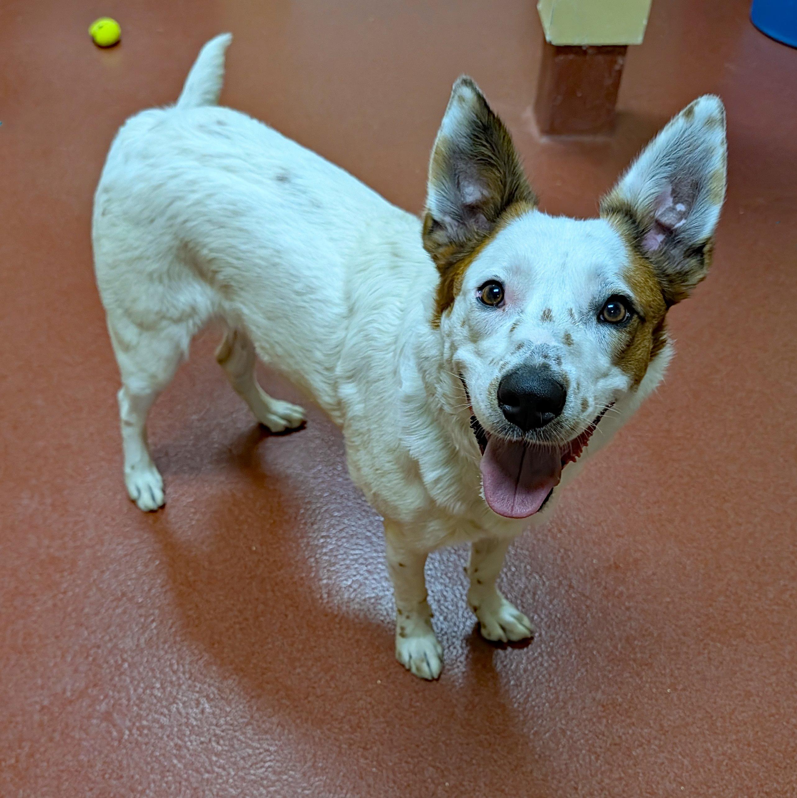 Enlarge Lodi Dodi, a ADOPTABLE mixed breed in Accident, MD image 2/6