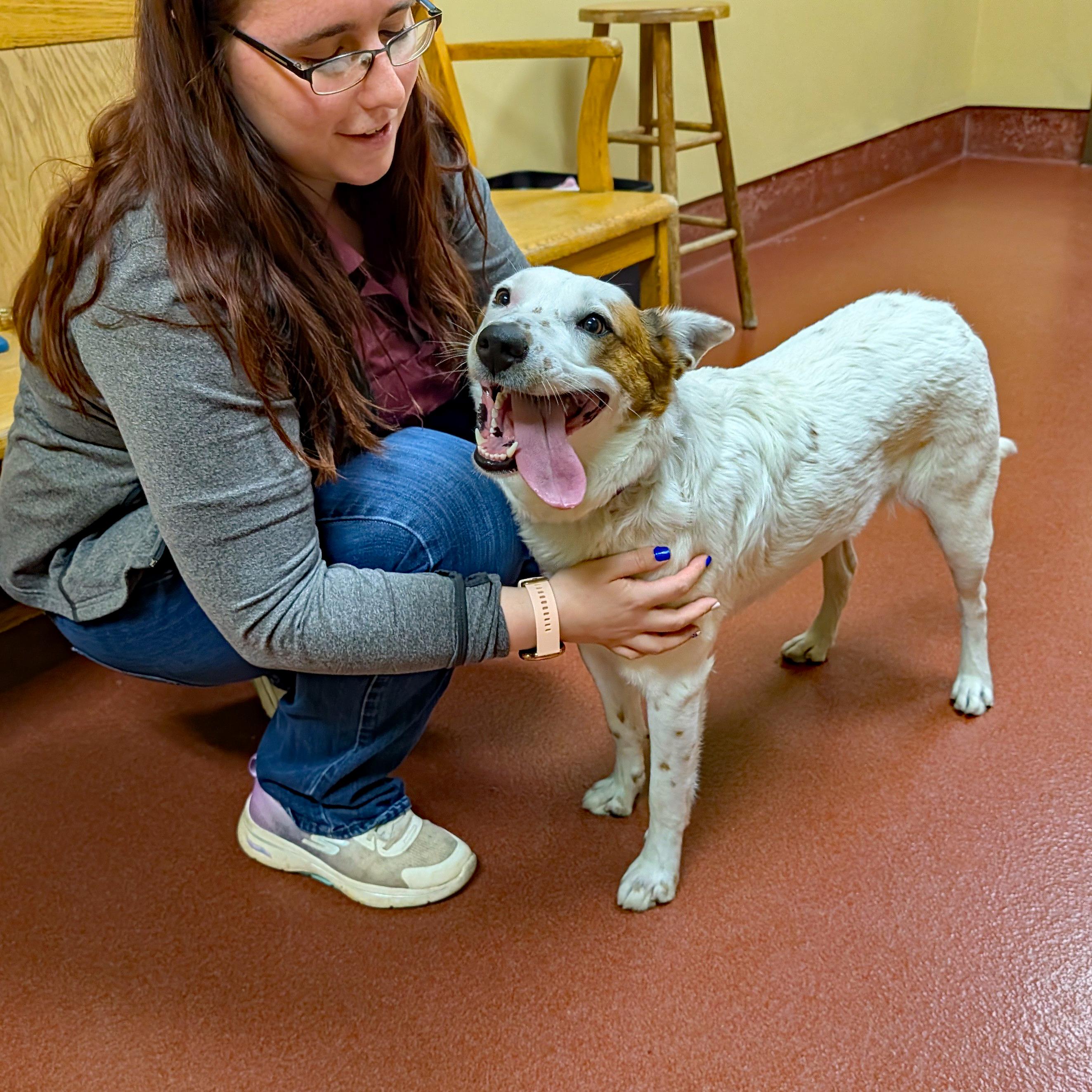 Enlarge Lodi Dodi, a ADOPTABLE mixed breed in Accident, MD image 1/6