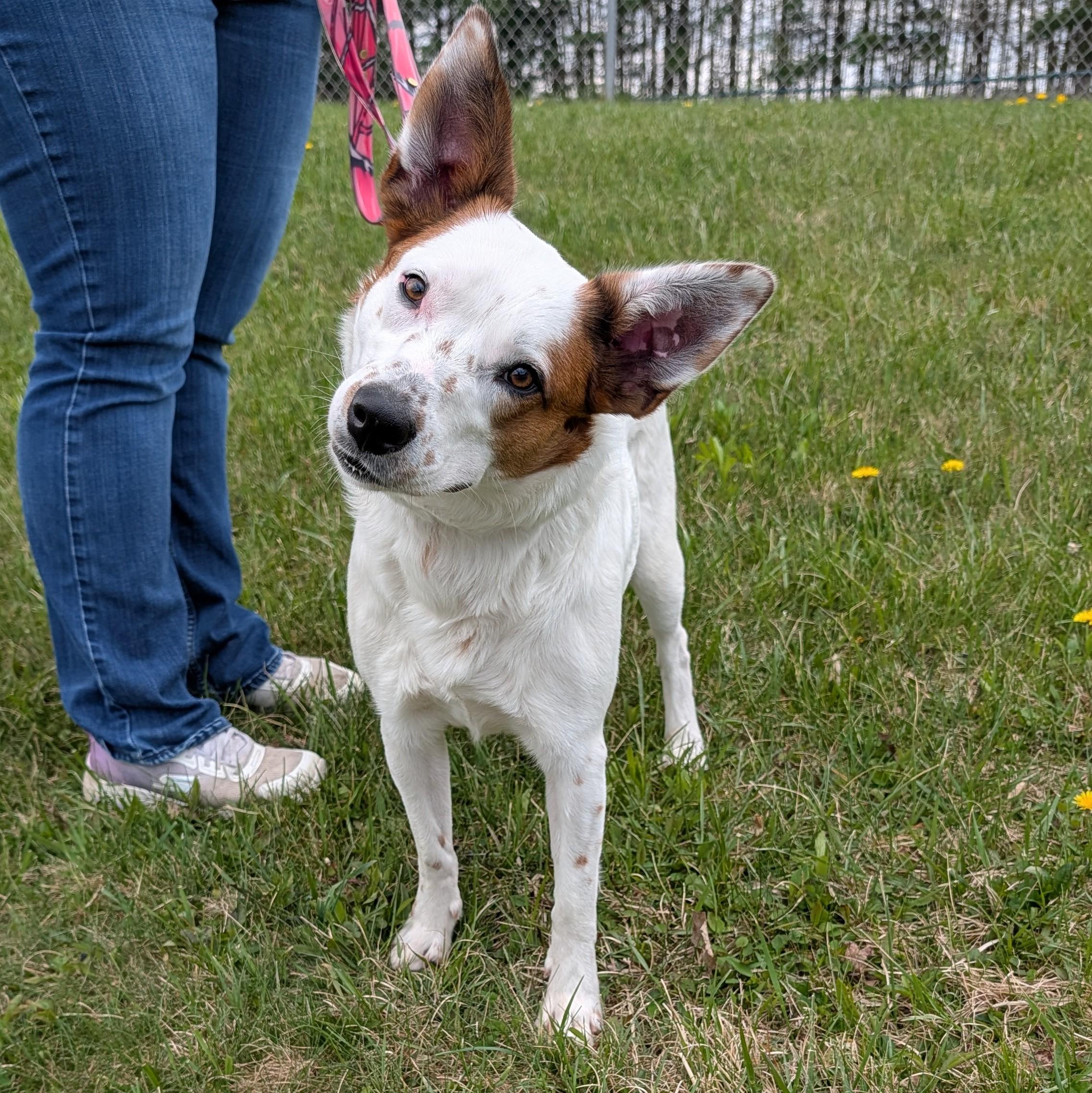 Enlarge Lodi Dodi, a ADOPTABLE mixed breed in Accident, MD image 4/6