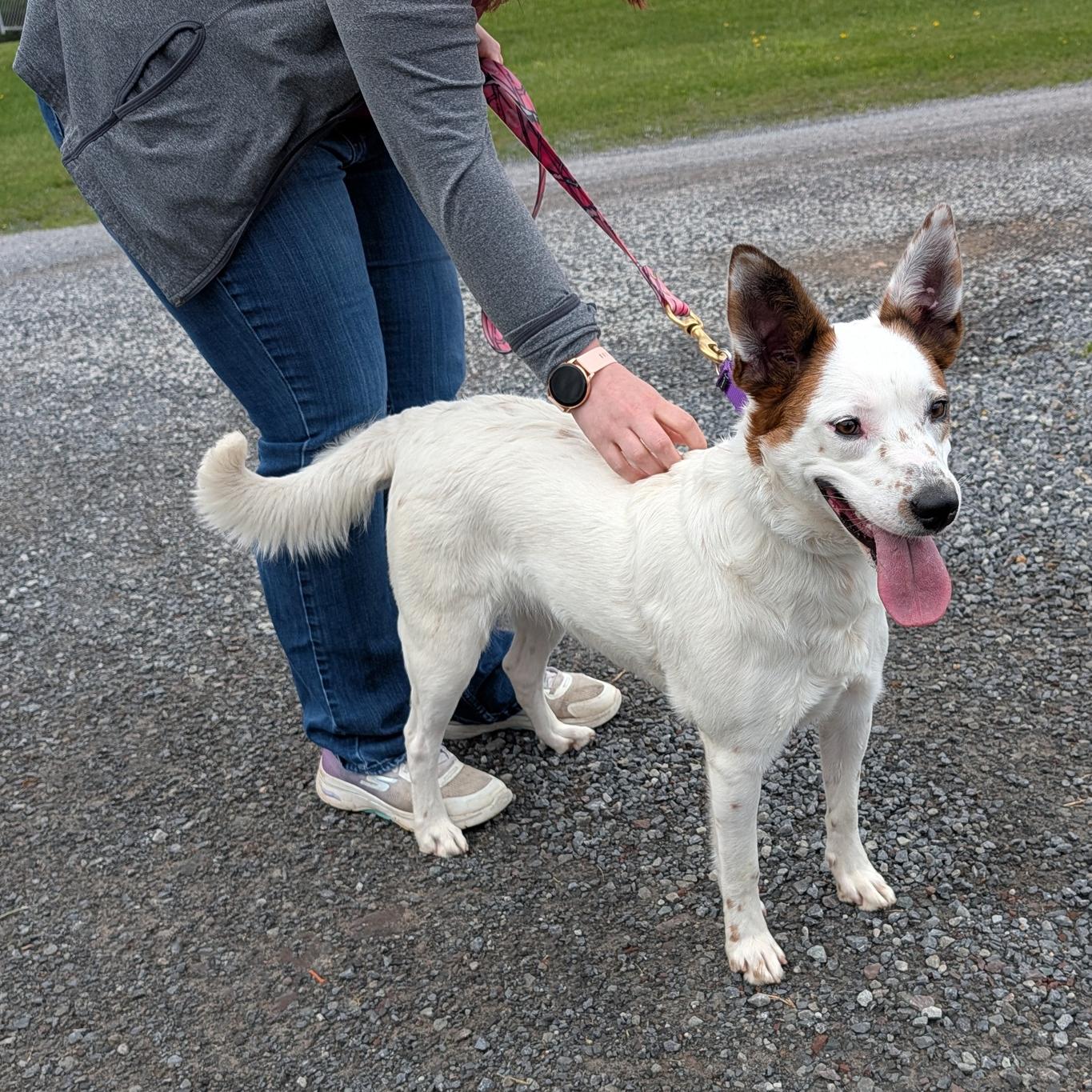 Enlarge Lodi Dodi, a ADOPTABLE mixed breed in Accident, MD image 6/6