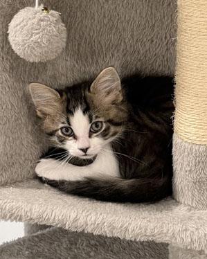 Enlarge Buzz Lightyear at PetSmart in Athens, GA, a Adoptable Domestic Short Hair in Bishop, GA image 1/1