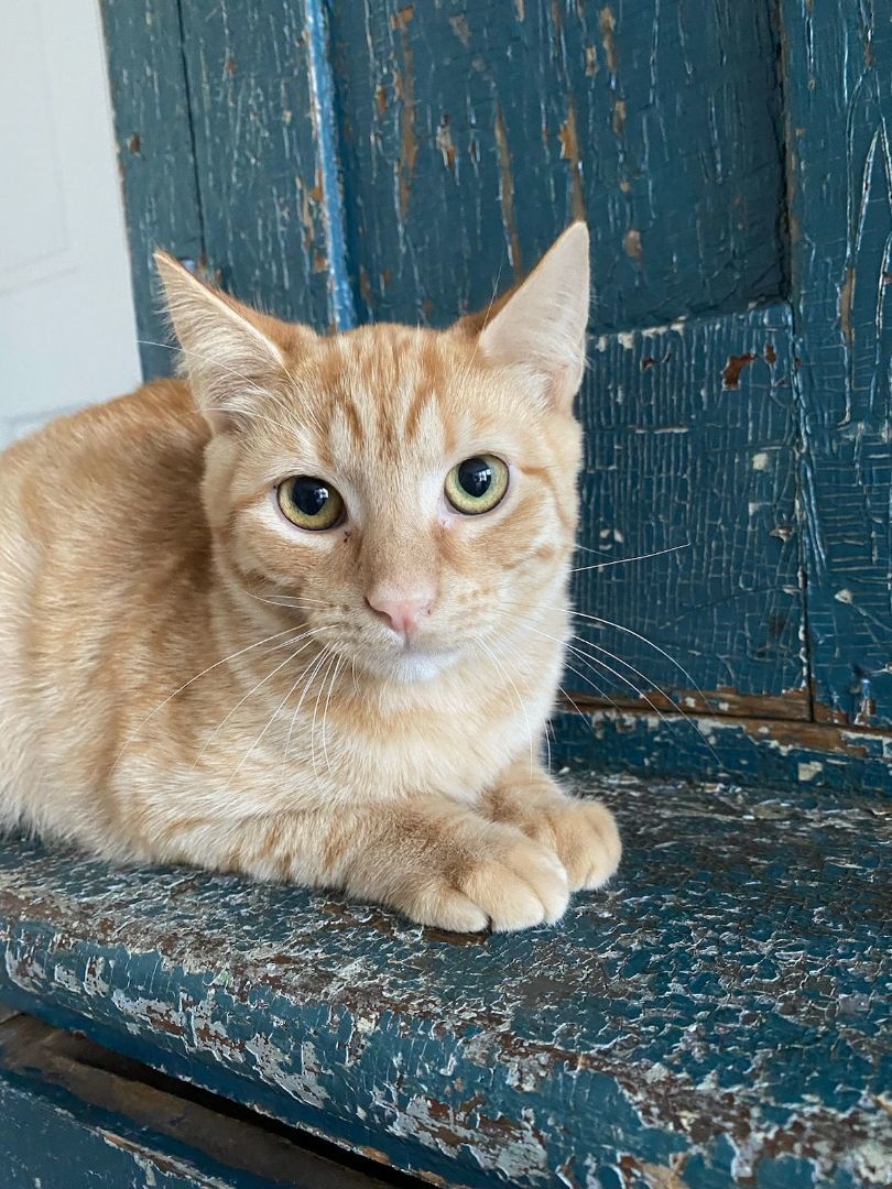 Duffy (brother to Fluffy and Buffy) (J.P.), Young Male Domestic Short Hair