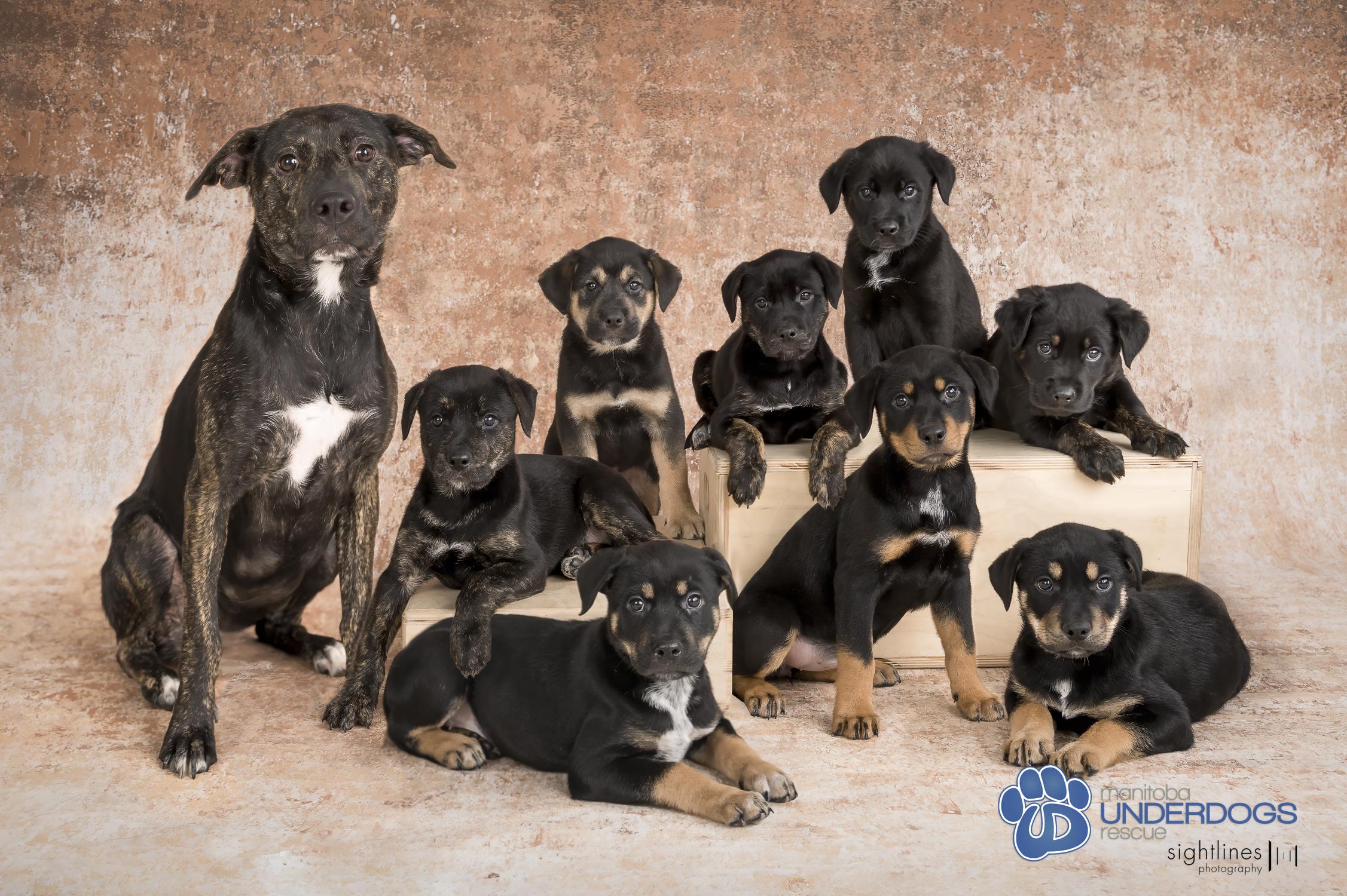 Aluna, an adoptable Labrador Retriever, Shepherd in Winnipeg, MB, R2M 2K2 | Photo Image 2