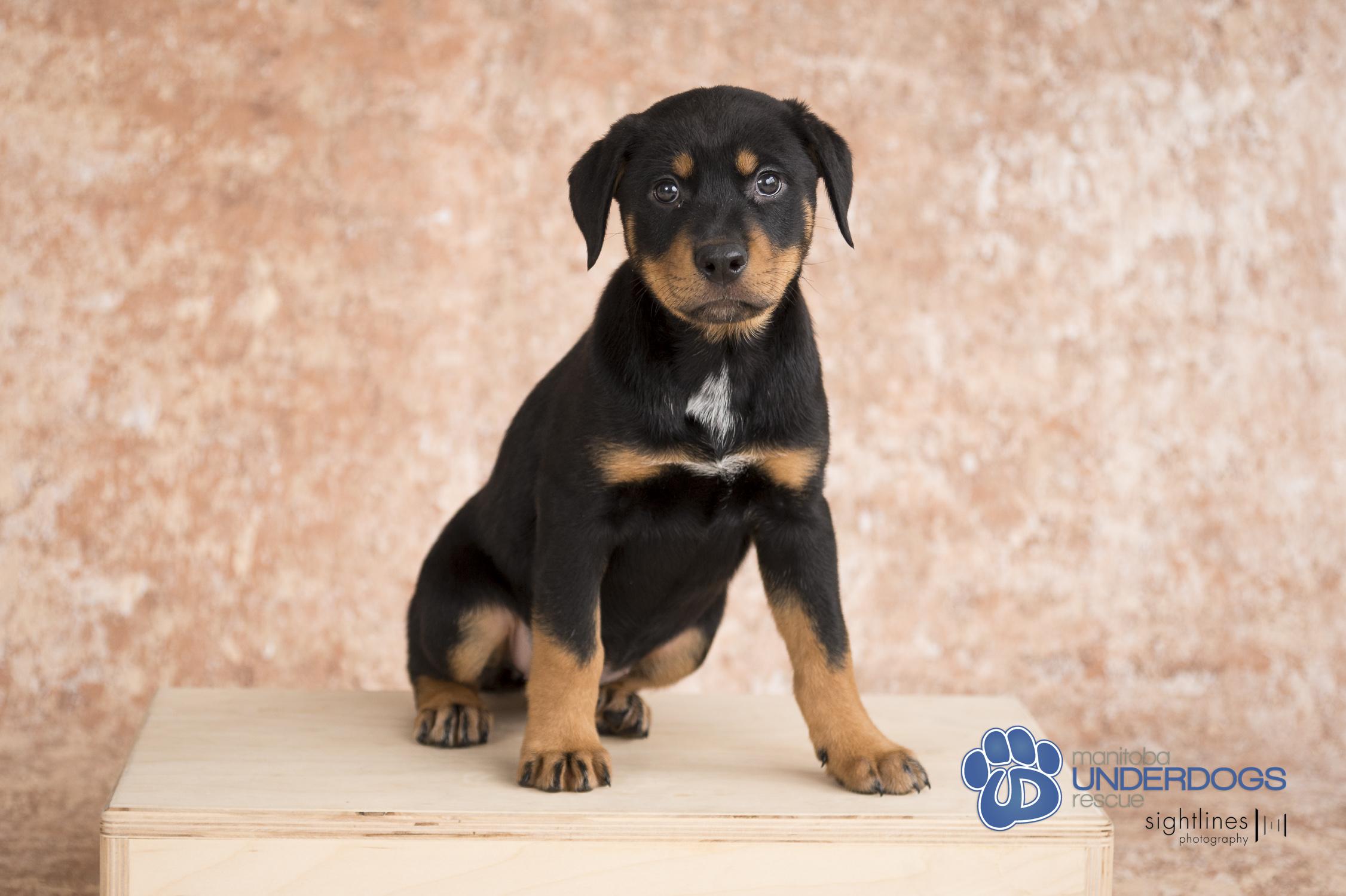 Aluna, an adoptable Labrador Retriever, Shepherd in Winnipeg, MB, R2M 2K2 | Photo Image 3
