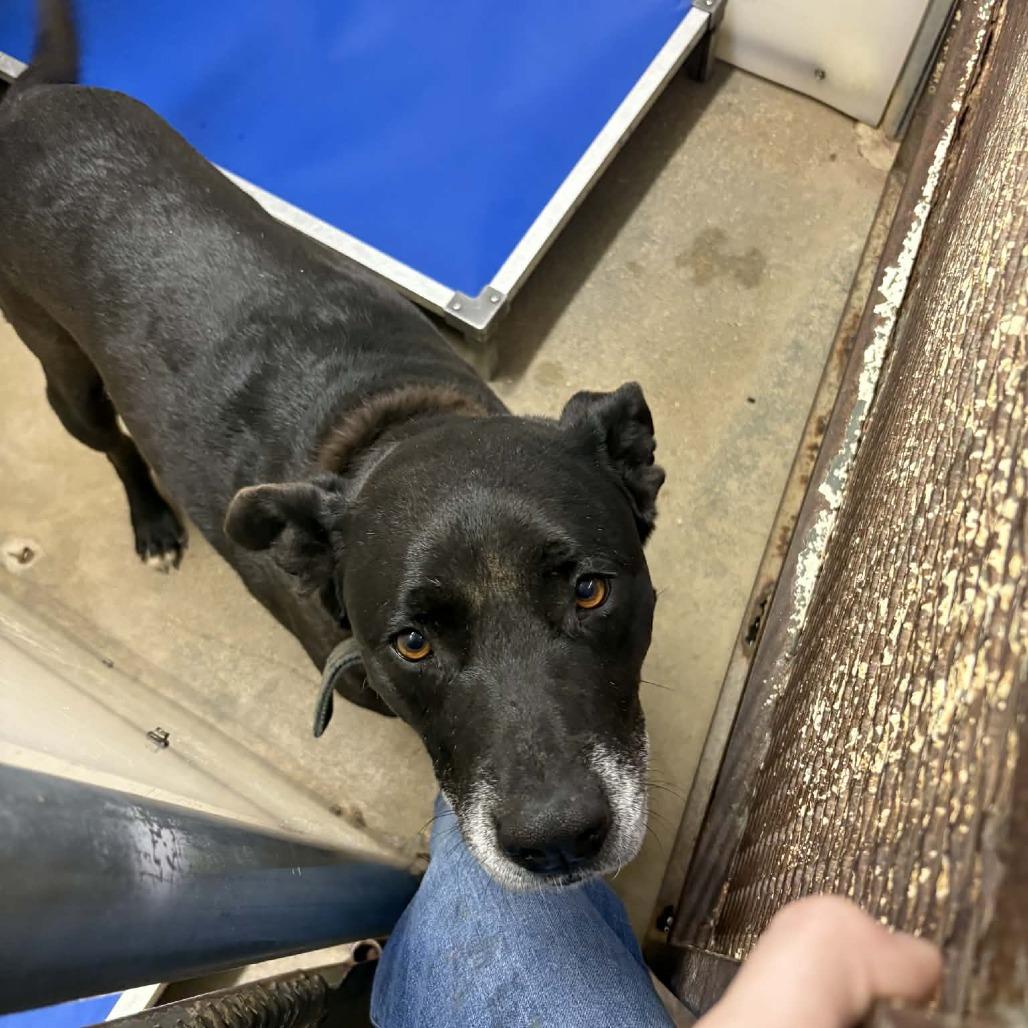 Gordon, Adoptable, Adult Male Shepherd & Mixed Breed.