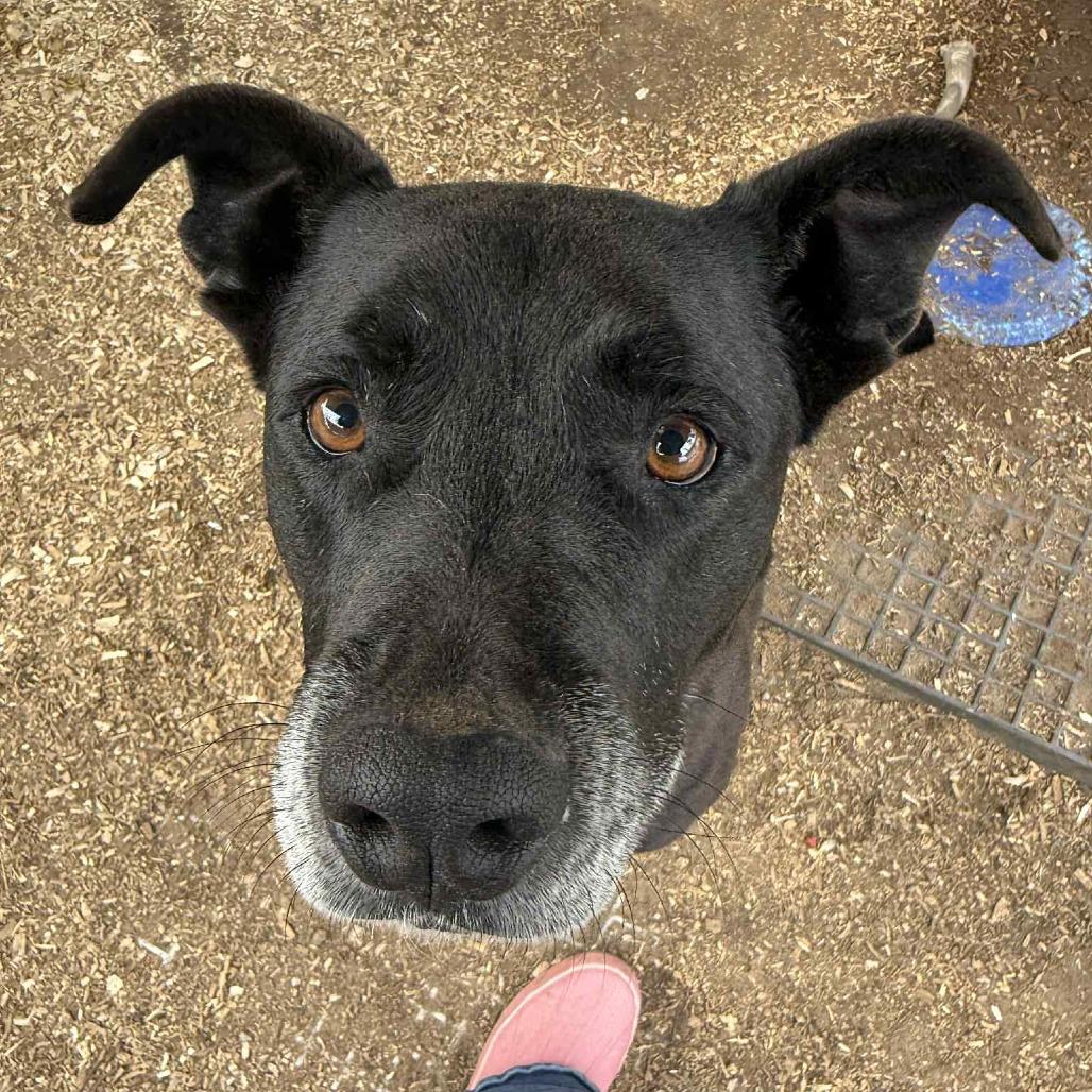 Enlarge Gordon, a Adoptable mixed breed in Stephenville, TX image 2/3