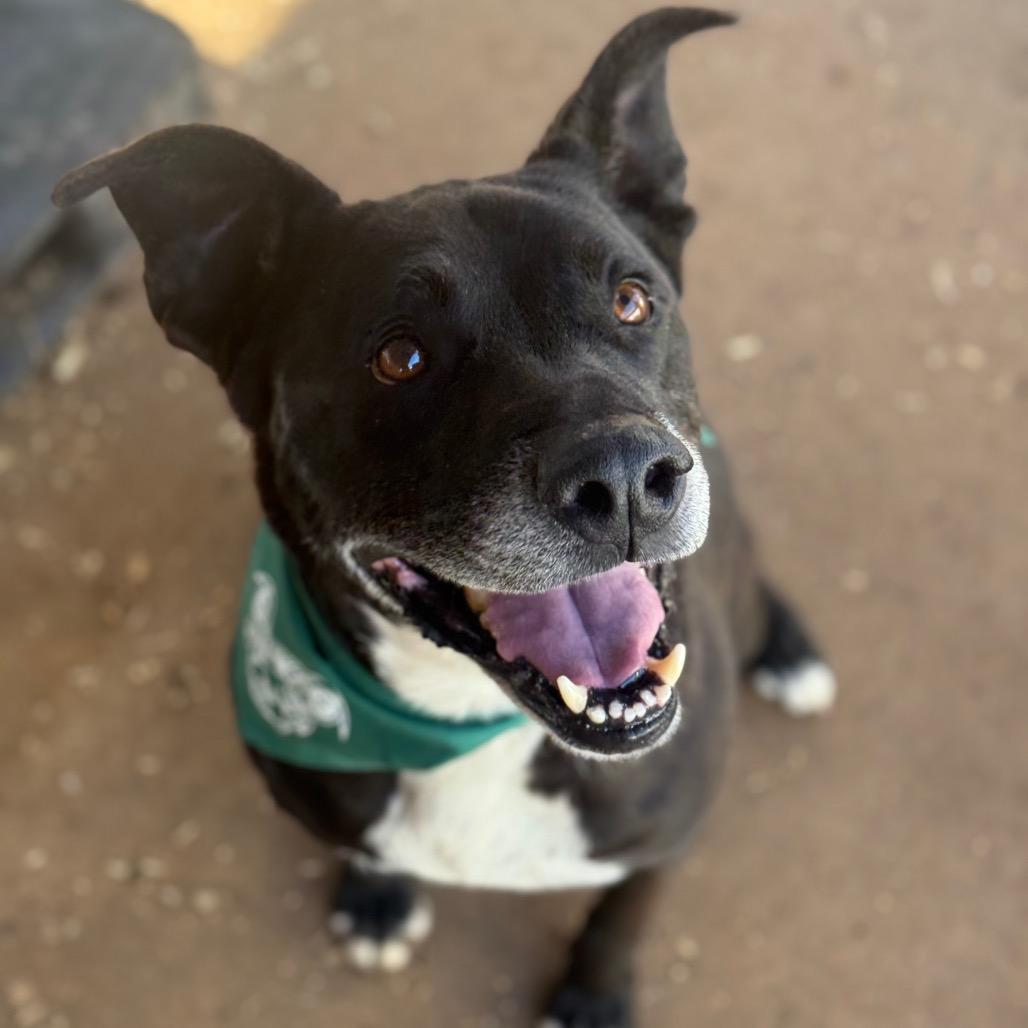 Enlarge Gordon, a Adoptable mixed breed in Stephenville, TX image 3/3