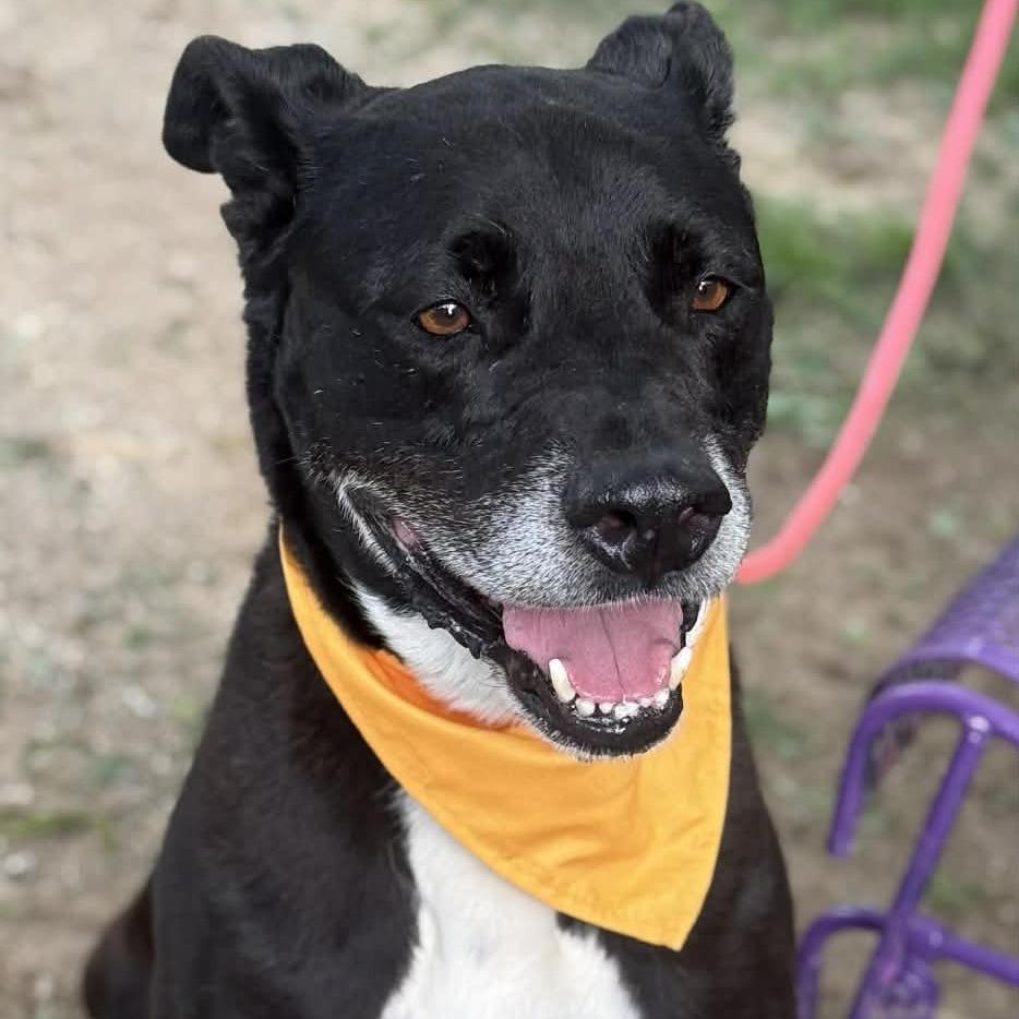 Enlarge Gordon, a Adoptable mixed breed in Stephenville, TX image 4/4