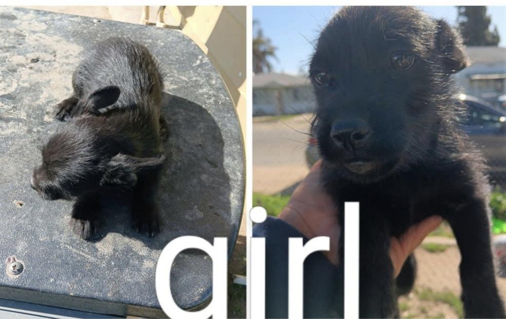 Enlarge Millie, an adopted mixed breed in Seal Beach, CA image 2/4