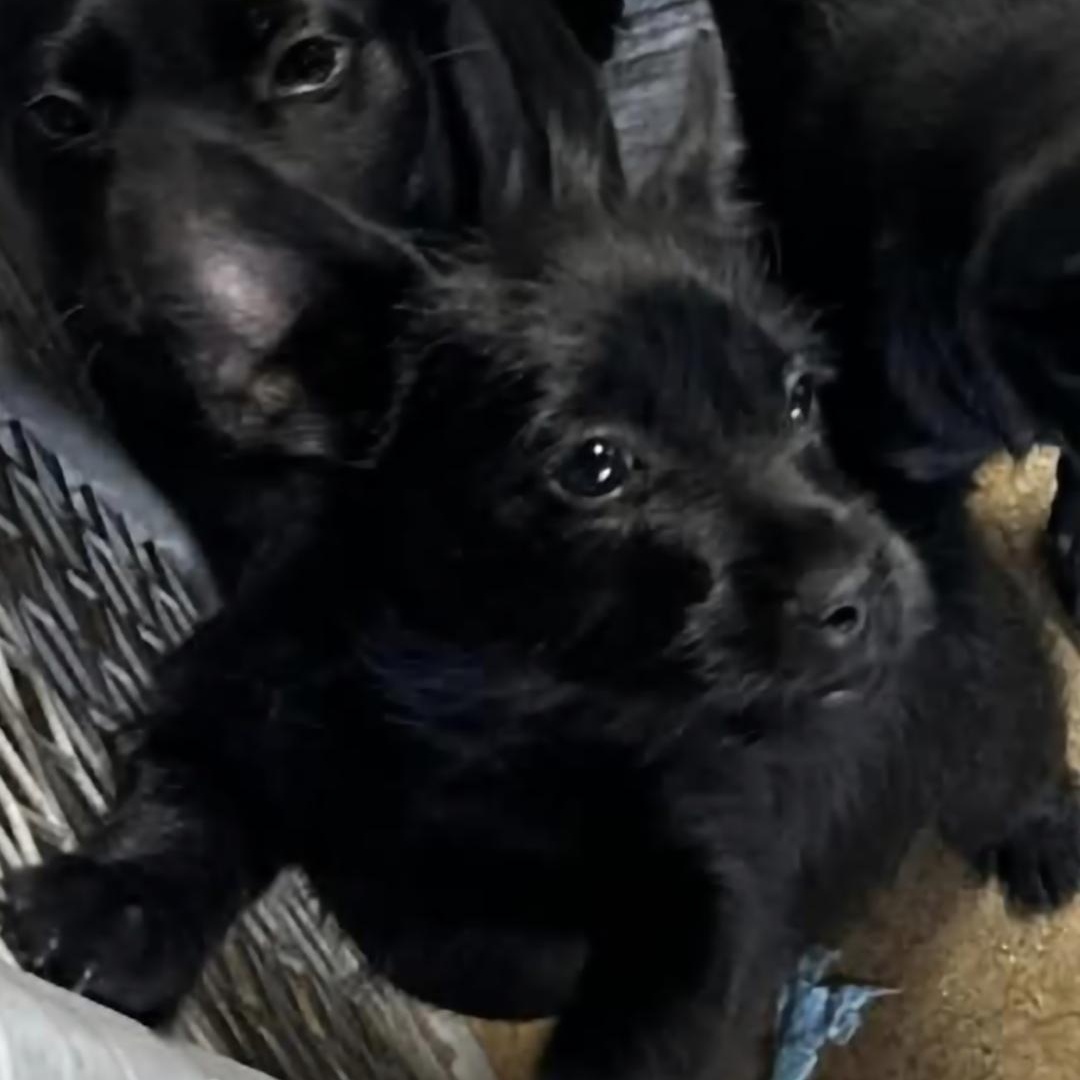 Millie, adopted, Puppy Female Terrier.