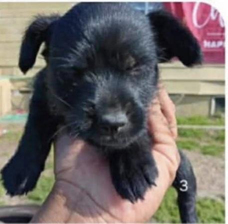 Enlarge Millie, an adopted mixed breed in Seal Beach, CA image 4/4